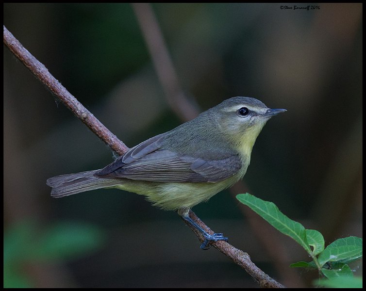 _6SB2294 warbling vireo.jpg